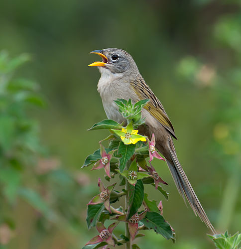 Wedge-tailed grass finch